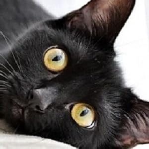 Black cat with golden eyes